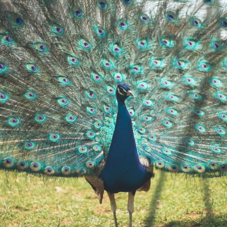 Парк птиц с водоемом