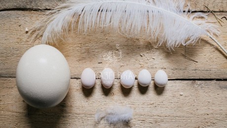 Пасхальное яйцо гигантских размеров