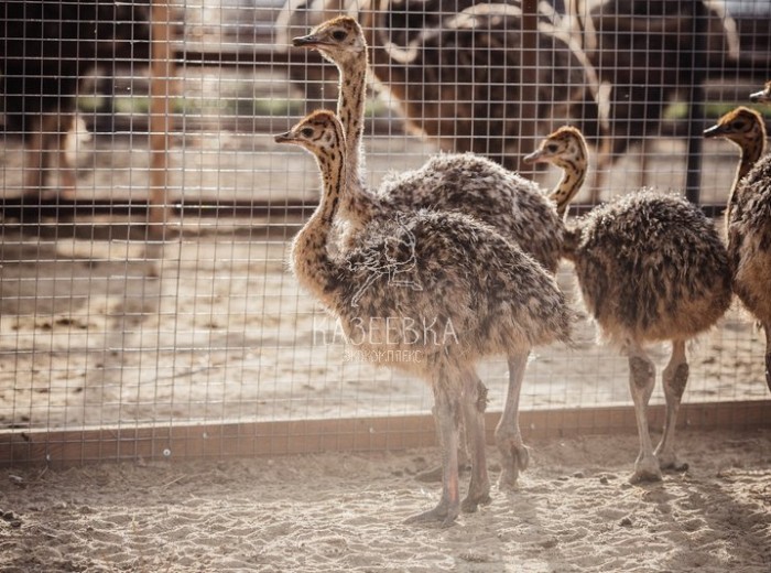 Приезжайте в гости!