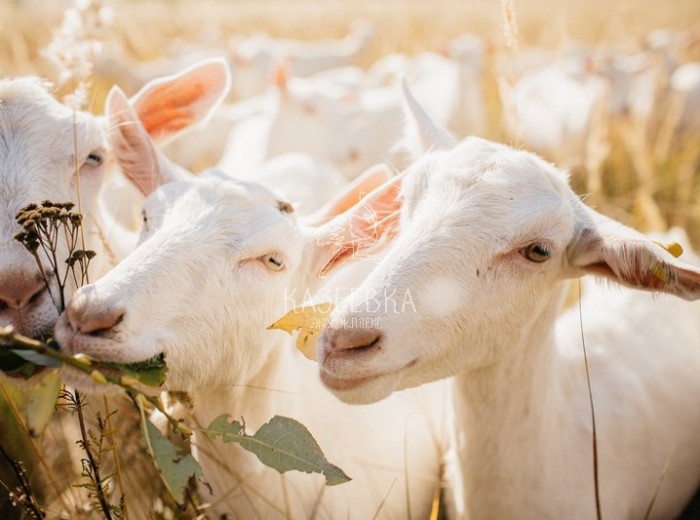 Приезжайте в гости!