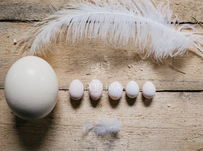 Пасхальное яйцо гигантских размеров